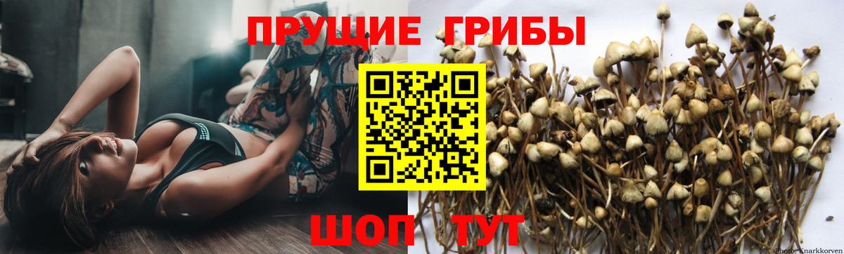 Ивантеевка  Псилоцибиновые грибы Psilocybe  Вход с VPN 